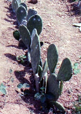 Plantío de cactus